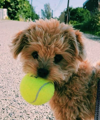 Which member is your soulmate (ENHYPEN) - Quiz