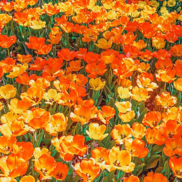 Pick Some Stuff and Get an Aesthetic Wallpaper Quiz Quotev