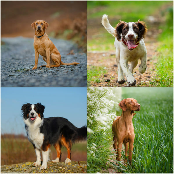 What dog breed are you? - Quiz | Quotev