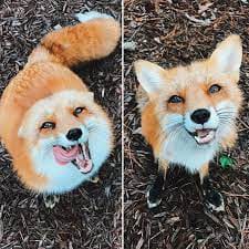 What Fox Species Are You⁉ - Quiz | Quotev