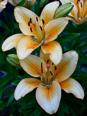 Which member is your soulmate (ENHYPEN) - Quiz