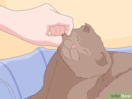 5 Ways to Deal With a Cat Scratch - wikiHow