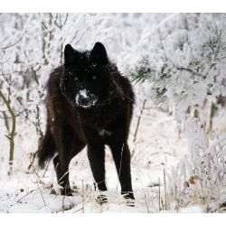 What wolf are you? - Quiz | Quotev