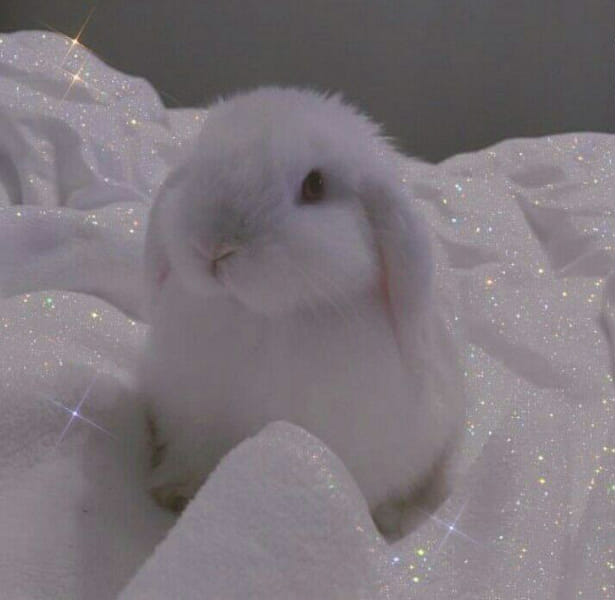 In the Eyes of a Rabbit | Ola | Quotev