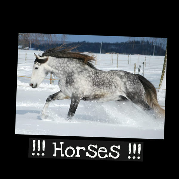 Do you love horses as much as I do? Quiz Quotev