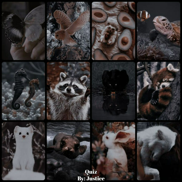 𝐘𝐨𝐮𝐫 𝐒𝐩𝐢𝐫𝐢𝐭 𝐀𝐧𝐢𝐦𝐚𝐥 𝐐𝐮𝐢𝐳 Quiz Quotev