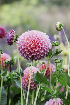 Which member is your soulmate (ENHYPEN) - Quiz