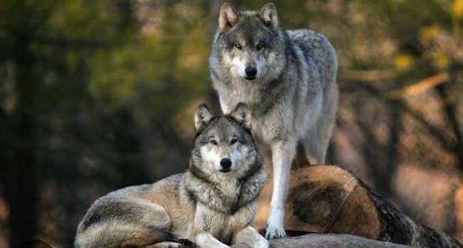 Choose some pictures of animals and get an animal - Quiz | Quotev