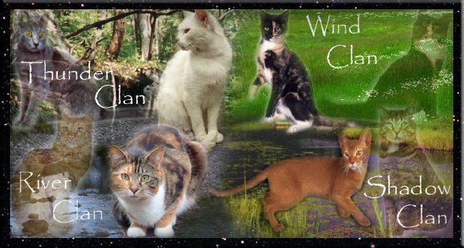 What Would Your Warrior Cat Name Be? 