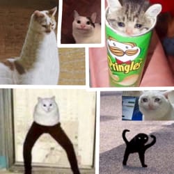 Popular Cat Meme Quizzes