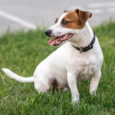 Which Bojack horseman character are you - Quiz | Quotev