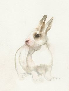 rabbit | Quotev