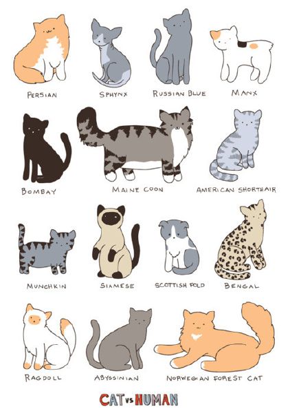 What kind of cat are you? - Quiz | Quotev