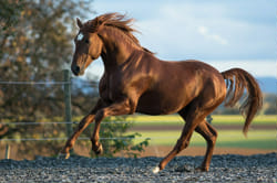 Horse Therian 