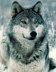 Are you A Therian?  Animal quiz, Beautiful wolves, Cartoon wolf