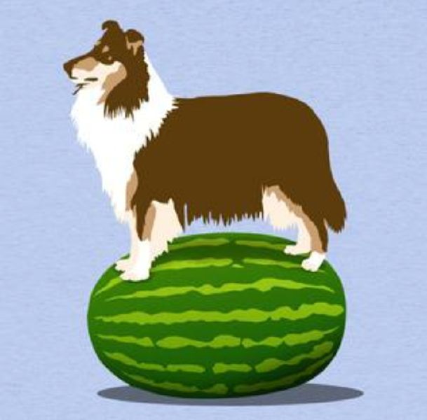 meloncollie