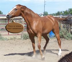 Horse Body Language Test
