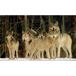 Wolves of Different Colors (A Wolf Story)