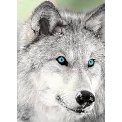 Blue Eyes (Werewolf love story)
