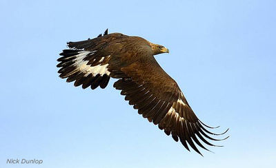 Golden Eagle Wings Dark Brown What Color Are Your