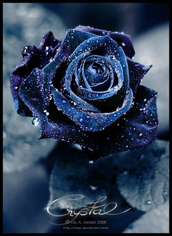 Who watches you? - Quiz