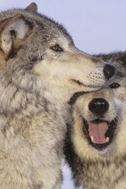 wolf love at first bite