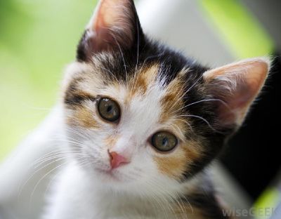 Cherrypaw S Journey