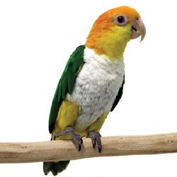 parrot