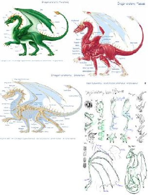 Discussion Dragon S Anatomy And Conclusion Dragon Research