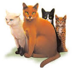 Yellowfang Personality Quizzes