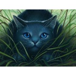 Warrior Cats Scourge Quizzes