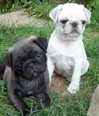 Which colour pug should you have? - Quiz