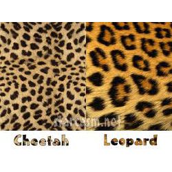 Cheetah vs Leopard print WHICH ONE YOU? - Quiz