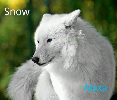 Snow The Wolf Pack Alexa coleman 2 years ago. quotev
