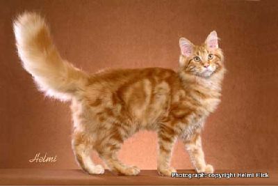 Honeywhisker S Loss Warriors Starclan S Secrets