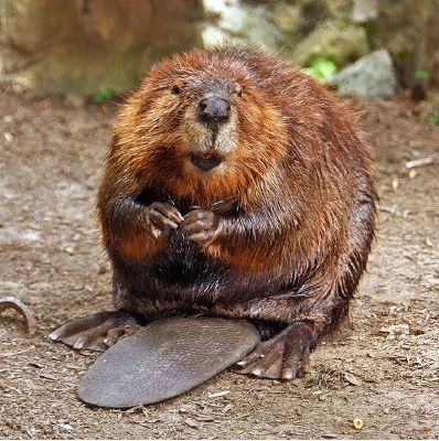 lion otter beaver golden retriever test free