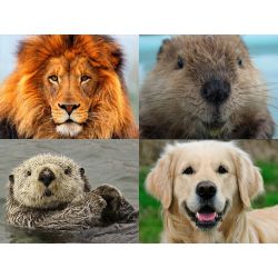 Test personality beaver lion otter LION BEAVER