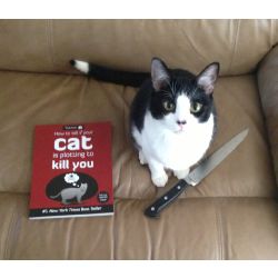 How to tell if your cat is planning to kill you - Test