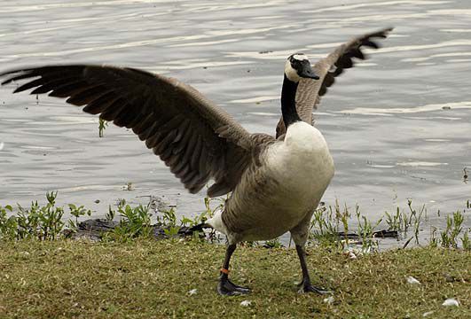 Geese: How good a gooseologist are you? - Test