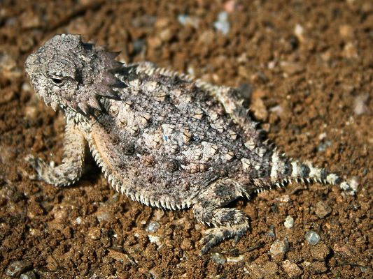 The Horned Toad