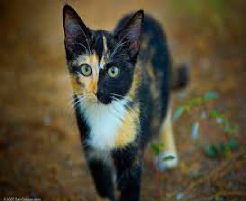 What Warrior Cat Are You Quiz
