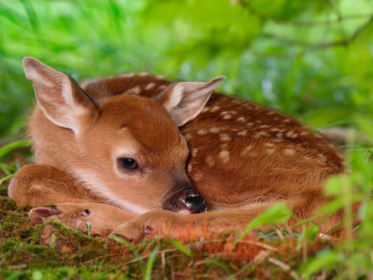 Are You A TRUE Animal Lover Quiz
