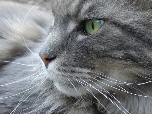 What Warrior Cat Clan Do You Belong To Quiz