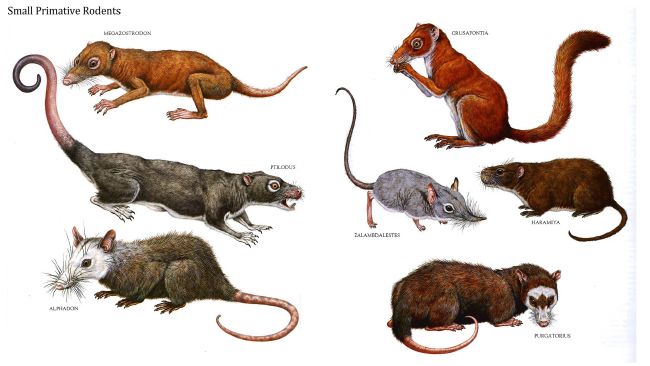 Rodent | What Type of Animal Would Be Your Daemon? - Quiz