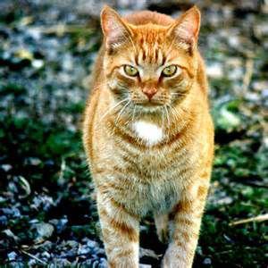 catgozigzaggybag prolouge it was night time, an