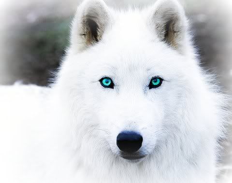 Journey Of The White Wolf