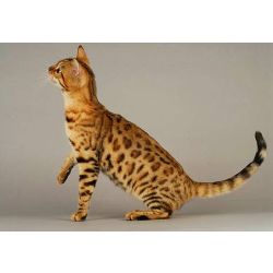 Quel animal es tu ? - Quiz