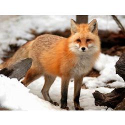 Ultimate Personality Quiz - Quiz