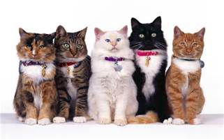 Warrior Cats What Fan Clan Are You In Quiz