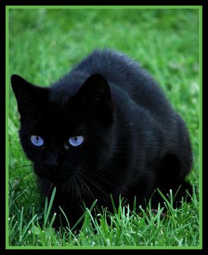 Chapter 19 We Get Our First Taste Of Mentoring Warrior Cats